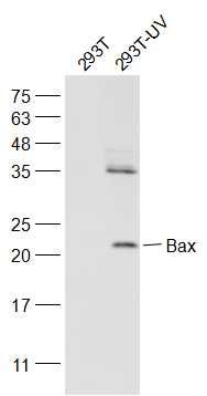 Bax单克隆抗体