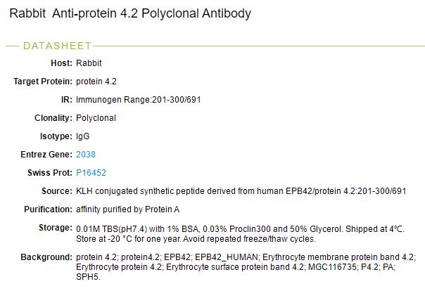 红细胞膜蛋白4.2抗体