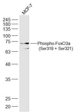 磷酸化叉头蛋白3A抗体