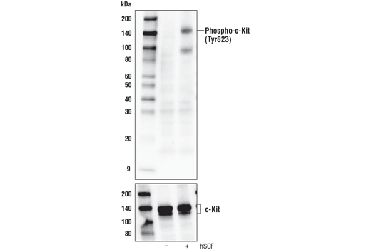Phospho-c-Kit (Tyr823) Antibody