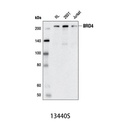 BRD4 (E2A7X) Rabbit mAb