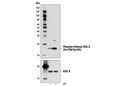 Phospho-Histone H2A.X (Ser139/Tyr142) Antibody