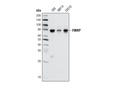 FMRP Antibody