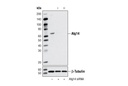 Atg14 Antibody