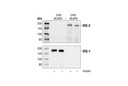 IRS-2 Antibody
