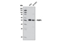 FKBP5 Antibody