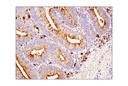 CD63 (D4I1X) Rabbit mAb (IHC Specific)