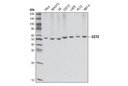 CCT2 Antibody