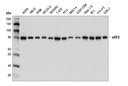 eRF3 Antibody