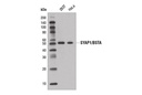 SYAP1/BSTA Antibody