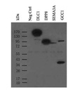 9E10, Anti-Myc Monoclonal Antibody (100 uL)