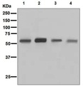 Anti-CD4 antibody [EPR6855]