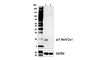 p21 Waf1/Cip1 (E2R7A) Rabbit Monoclonal Antibody