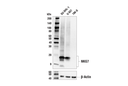 NKG7 (E6S2A) Rabbit Monoclonal Antibody