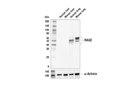 RAGE (E7I6S) Rabbit Monoclonal Antibody