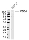 CD34抗体